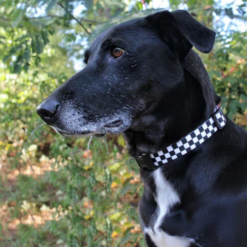 Checkered Pattern Dog Collar in Black & White - Adjustable Dog Collar for Boy and Girl Dogs with Quick Release Buckle by , Small